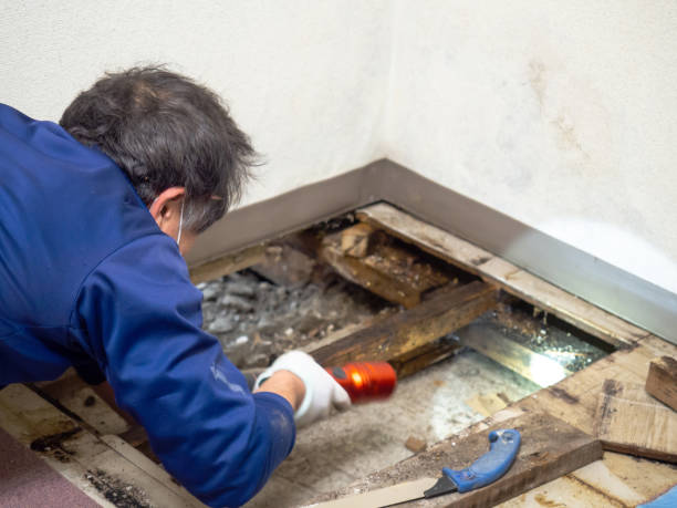 Best Industrial Mold Remediation in Westby, WI