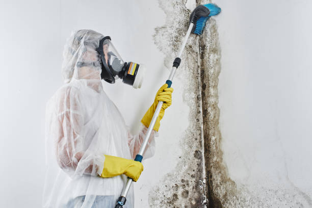 Best DIY Mold Remediation Support Services in Westby, WI