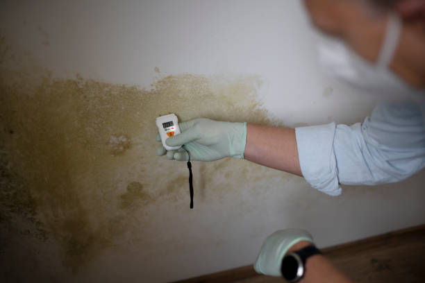 Best Insurance-Related Mold Remediation in Westby, WI