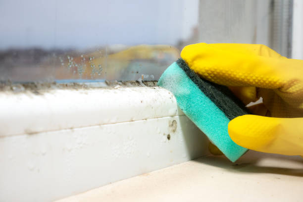Best White Mold Remediation in Westby, WI