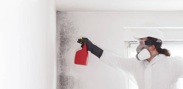 Best Attic Mold Remediation in Westby, WI