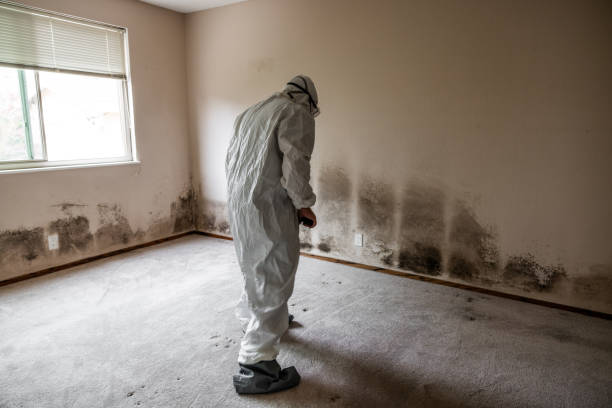 Best Kitchen Mold Remediation in Westby, WI