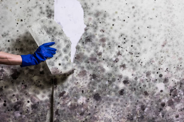 Best Health and Safety Mold Remediation in Westby, WI