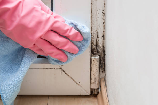 Best Crawl Space Mold Remediation in Westby, WI