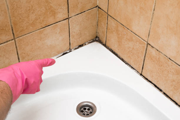 Best Emergency Mold Remediation in Westby, WI