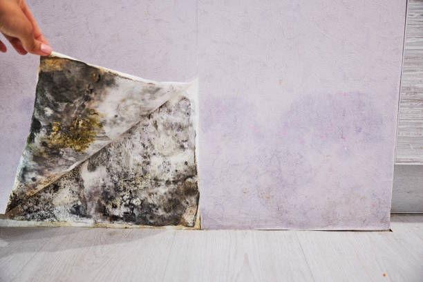 Best Basement Mold Remediation in Westby, WI